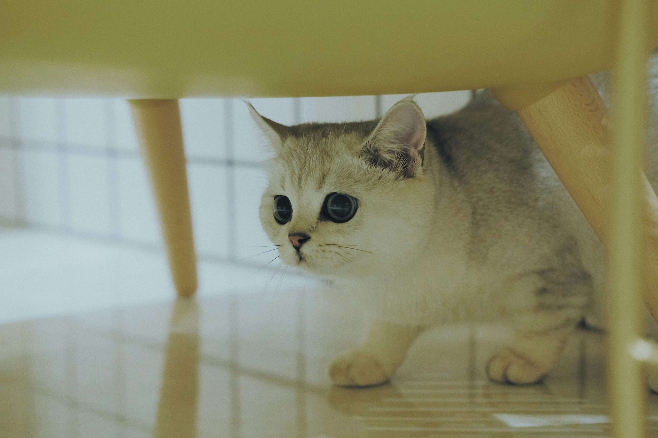 cat boarding Dubai